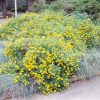 Goldfinger Potentilla #3 - Image 2